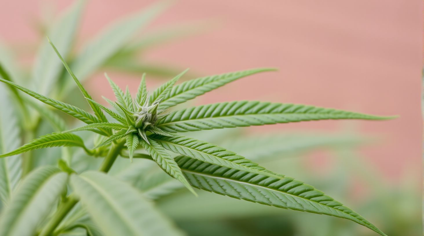 Optimale Lichtverhältnisse für Cannabis